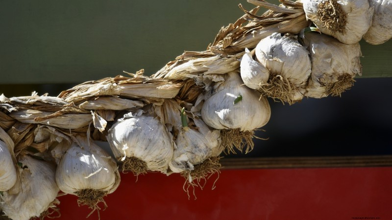 Expert Guide: Harvesting, Curing & Storing Onions and Garlic