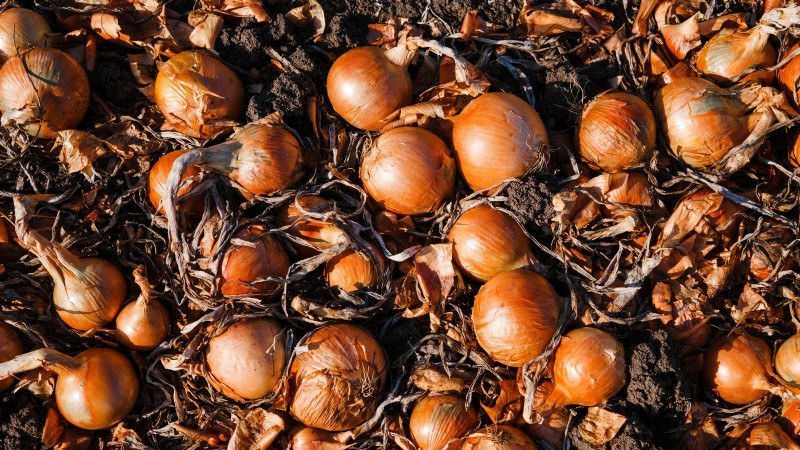 Expert Guide: Harvesting, Curing & Storing Onions and Garlic