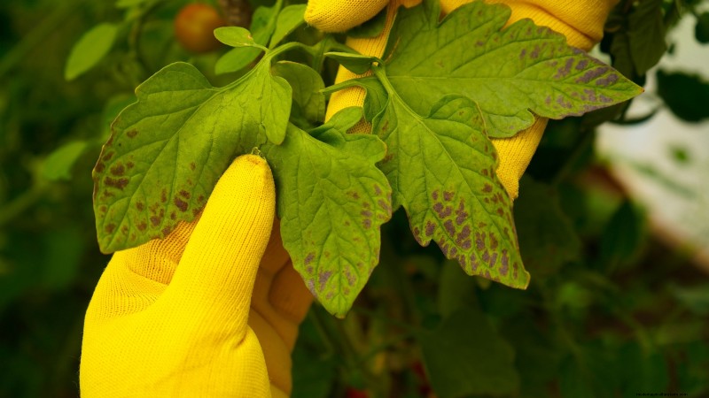 Bacterial Canker in Fruit Trees: Identification, Prevention & Treatment