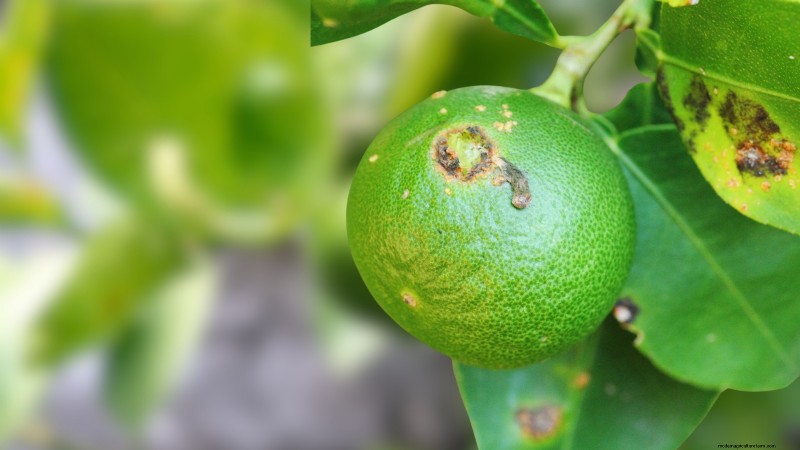 Bacterial Canker in Fruit Trees: Identification, Prevention & Treatment