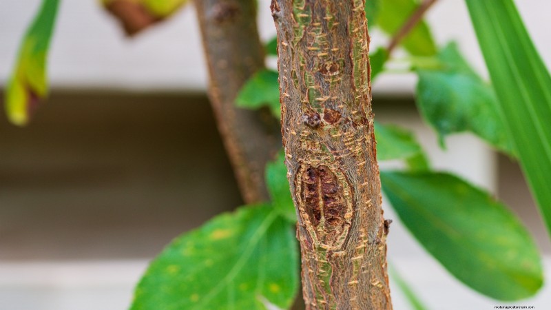 Bacterial Canker in Fruit Trees: Identification, Prevention & Treatment
