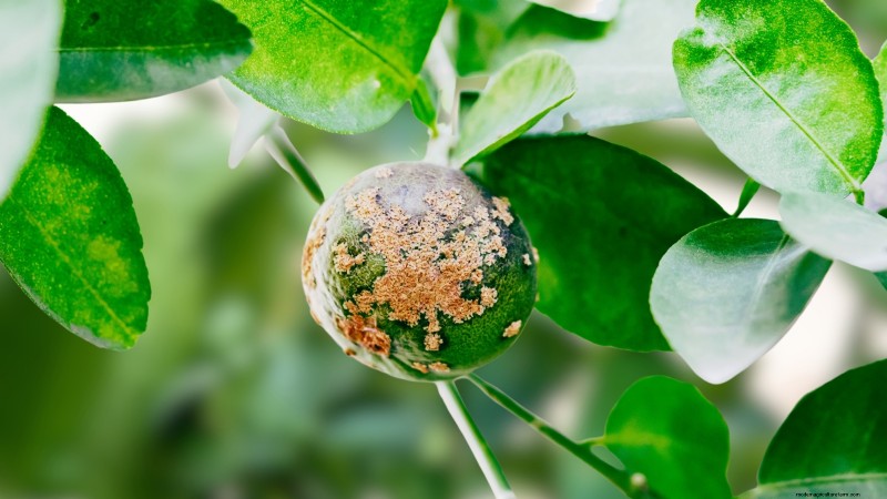 Bacterial Canker in Fruit Trees: Identification, Prevention & Treatment