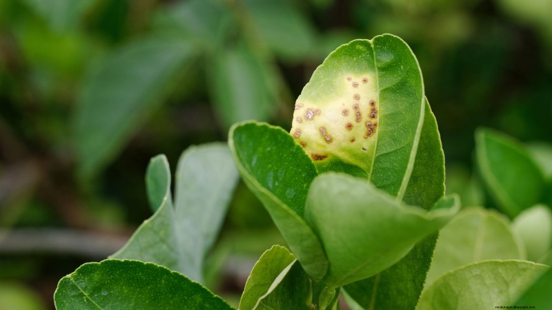 Bacterial Canker in Fruit Trees: Identification, Prevention & Treatment