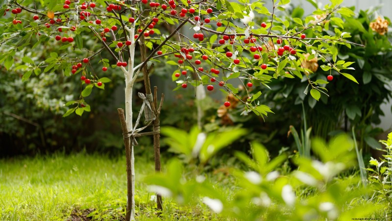 Bacterial Canker in Fruit Trees: Identification, Prevention & Treatment