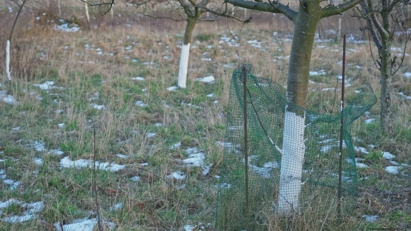 Bacterial Canker in Fruit Trees: Identification, Prevention & Treatment