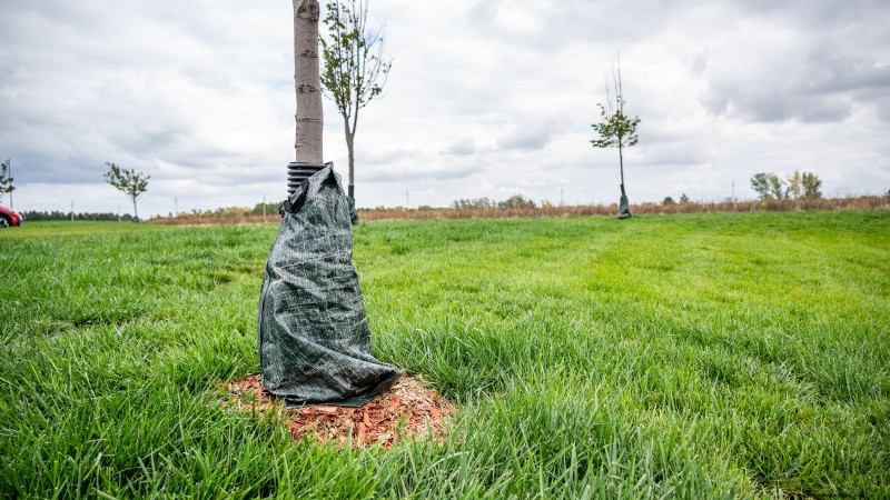Bacterial Canker in Fruit Trees: Identification, Prevention & Treatment