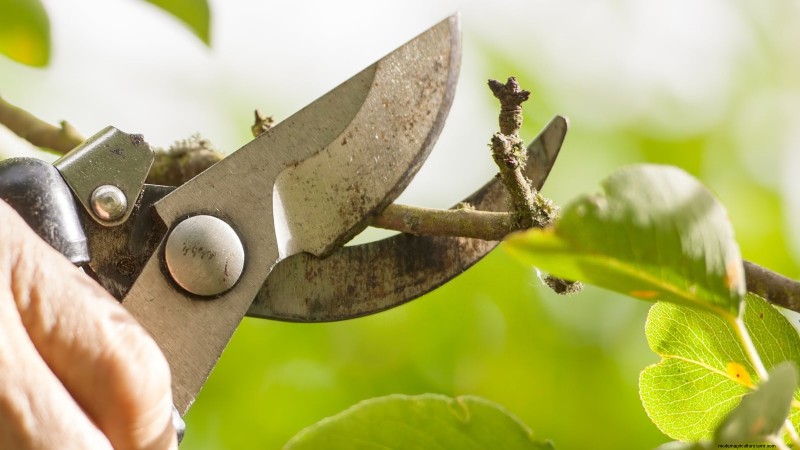 Bacterial Canker in Fruit Trees: Identification, Prevention & Treatment