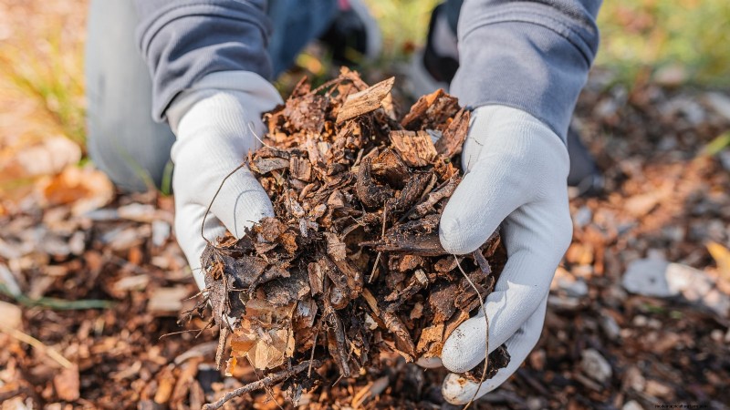 Bacterial Canker in Fruit Trees: Identification, Prevention & Treatment