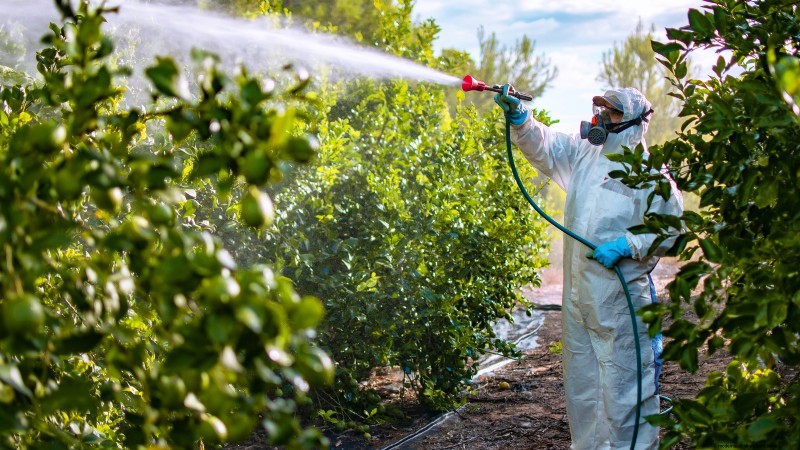 Bacterial Canker in Fruit Trees: Identification, Prevention & Treatment