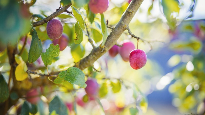Bacterial Canker in Fruit Trees: Identification, Prevention & Treatment