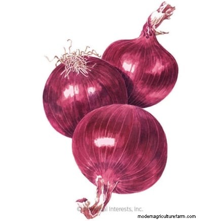 Grow Onions in Raised Beds: A Beginner s Guide