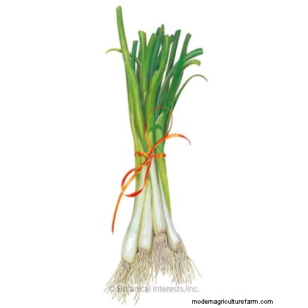 Grow Onions in Raised Beds: A Beginner s Guide