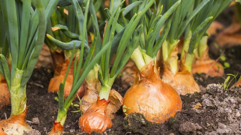 Grow Onions in Raised Beds: A Beginner s Guide