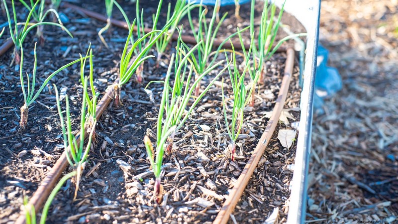 Grow Onions in Raised Beds: A Beginner s Guide