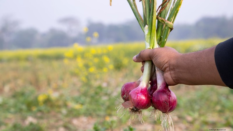 Grow Onions in Raised Beds: A Beginner s Guide