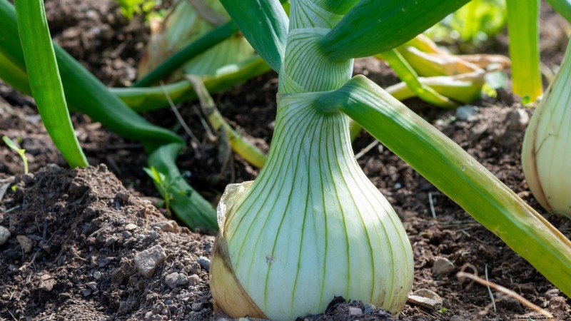 Grow Onions in Raised Beds: A Beginner s Guide