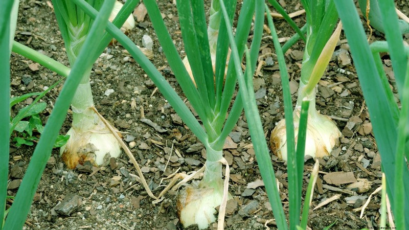 Grow Onions in Raised Beds: A Beginner s Guide