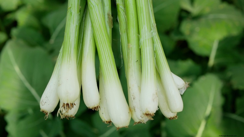 Grow Onions in Raised Beds: A Beginner s Guide