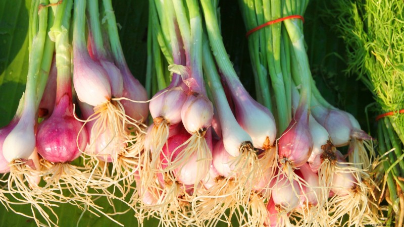 Grow Onions in Raised Beds: A Beginner s Guide