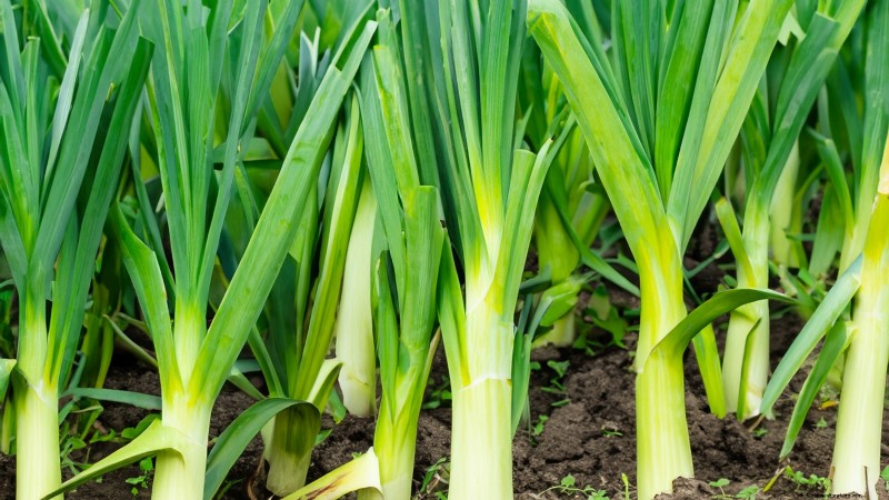 Grow Onions in Raised Beds: A Beginner s Guide