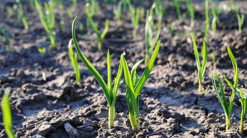 Grow Onions in Raised Beds: A Beginner s Guide