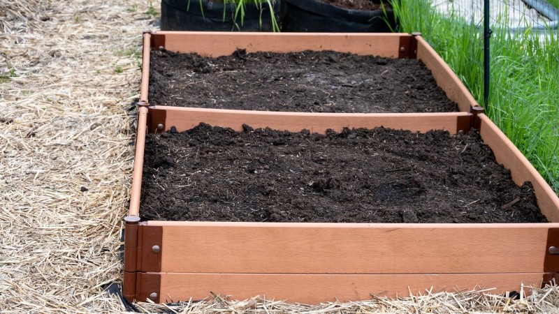 Grow Onions in Raised Beds: A Beginner s Guide