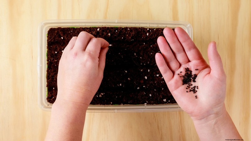 Grow Onions in Raised Beds: A Beginner s Guide