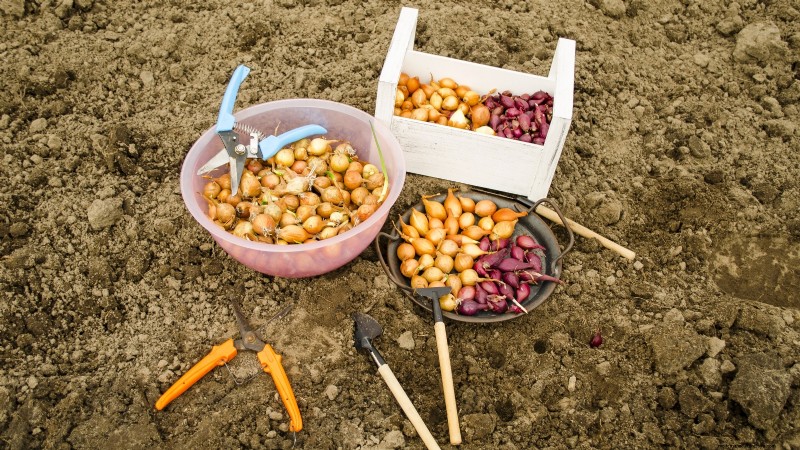 Grow Onions in Raised Beds: A Beginner s Guide