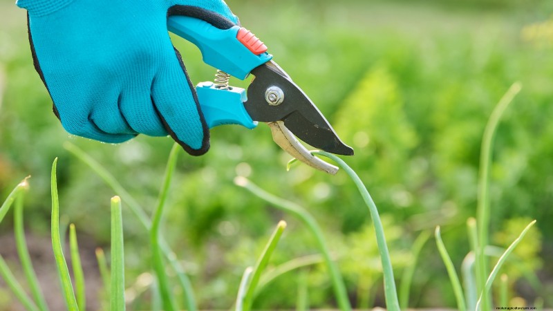 Grow Onions in Raised Beds: A Beginner s Guide