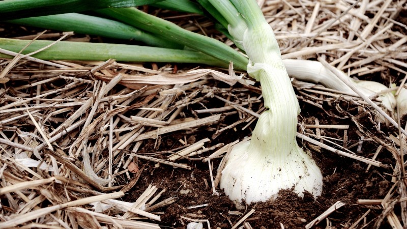 Grow Onions in Raised Beds: A Beginner s Guide