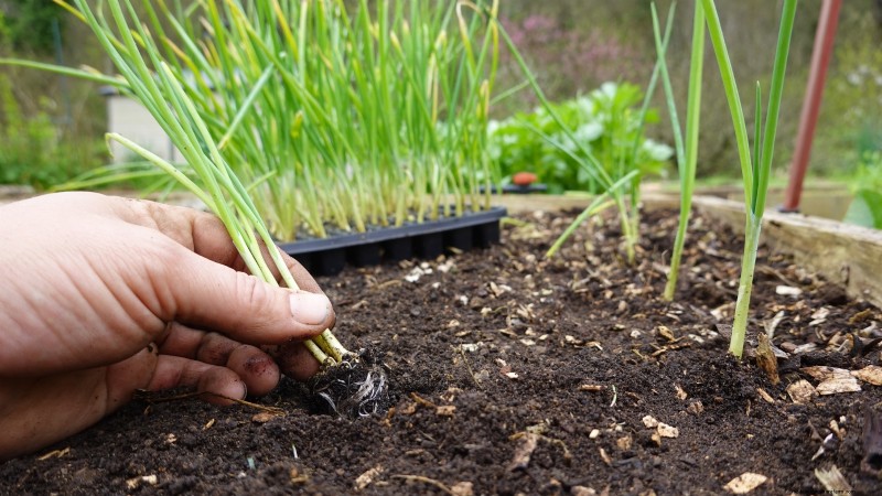 Grow Onions in Raised Beds: A Beginner s Guide