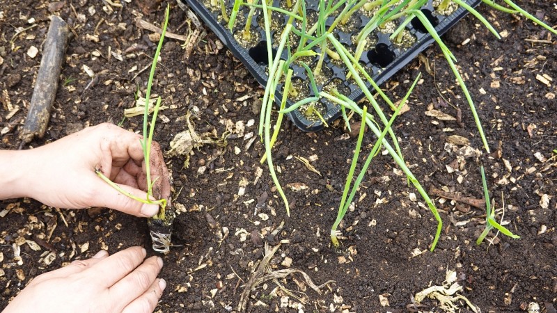 Grow Onions in Raised Beds: A Beginner s Guide