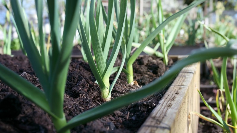 Grow Onions in Raised Beds: A Beginner s Guide