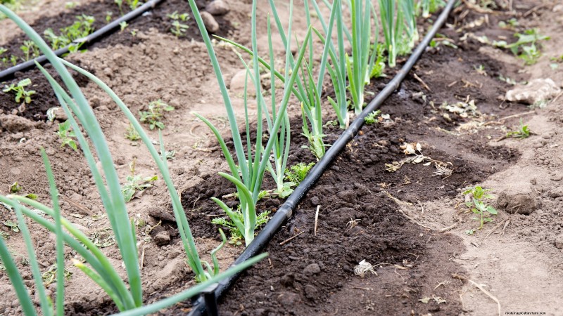 Grow Onions in Raised Beds: A Beginner s Guide