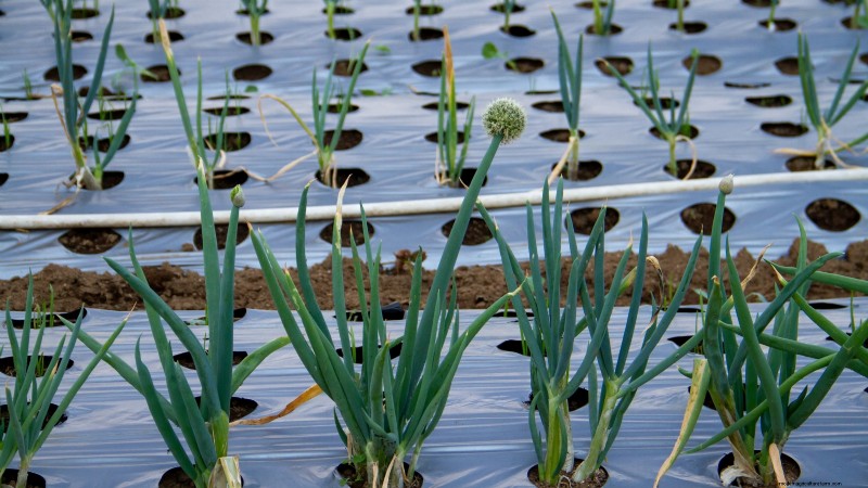 Grow Onions in Raised Beds: A Beginner s Guide