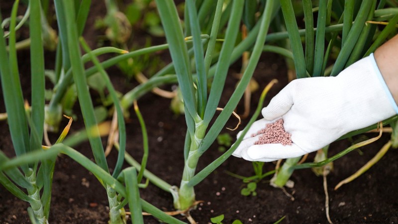 Grow Onions in Raised Beds: A Beginner s Guide