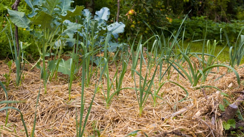 Grow Onions in Raised Beds: A Beginner s Guide