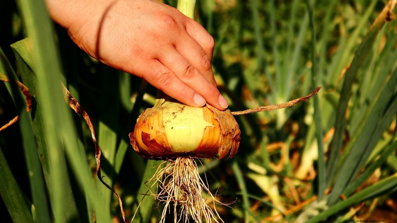 Grow Onions in Raised Beds: A Beginner s Guide