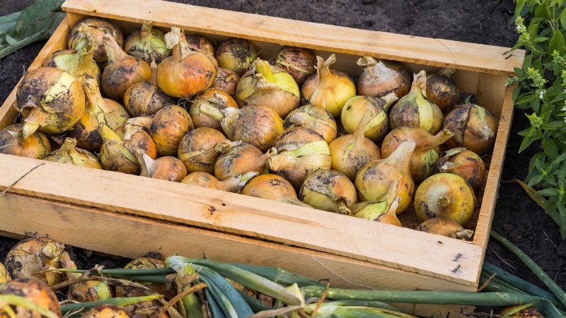 Grow Onions in Raised Beds: A Beginner s Guide