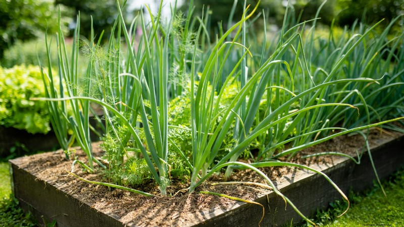 Grow Onions in Raised Beds: A Beginner s Guide