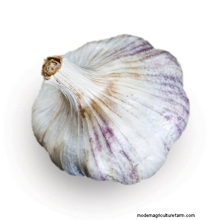 Silver White Garlic: Planting, Growing & Care Guide | [Your Brand/Website]
