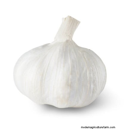 Silver White Garlic: Planting, Growing & Care Guide | [Your Brand/Website]