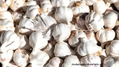 Silver White Garlic: Planting, Growing & Care Guide | [Your Brand/Website]