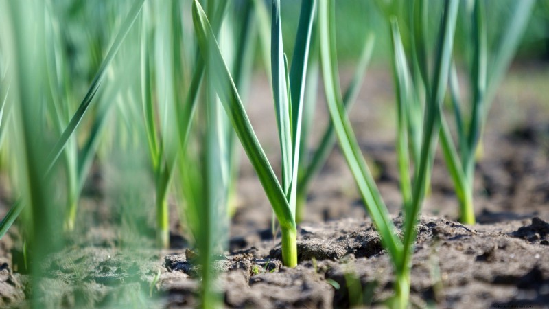 Silver White Garlic: Planting, Growing & Care Guide | [Your Brand/Website]