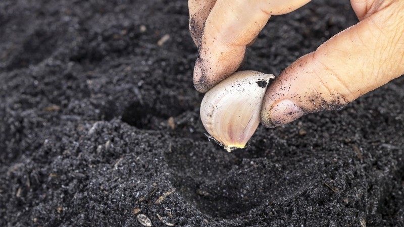Silver White Garlic: Planting, Growing & Care Guide | [Your Brand/Website]