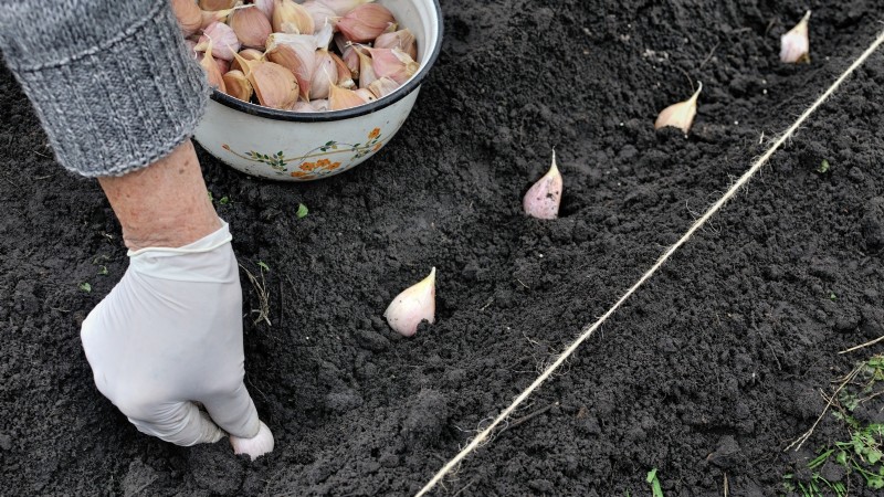 Silver White Garlic: Planting, Growing & Care Guide | [Your Brand/Website]