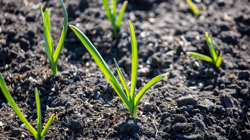 Silver White Garlic: Planting, Growing & Care Guide | [Your Brand/Website]