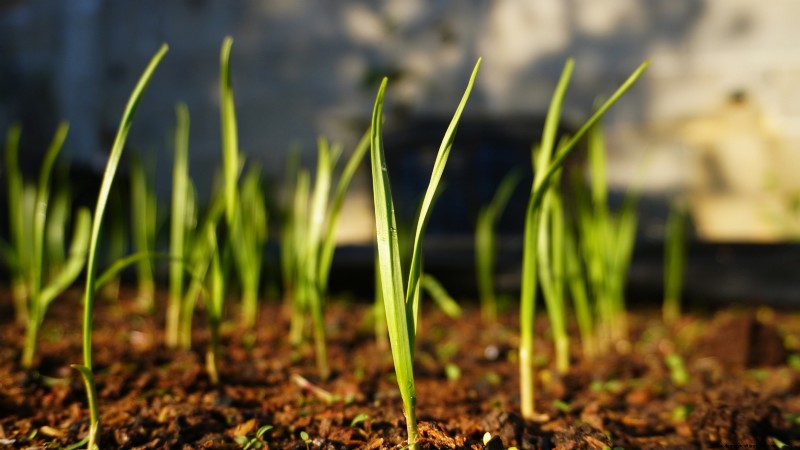 Silver White Garlic: Planting, Growing & Care Guide | [Your Brand/Website]