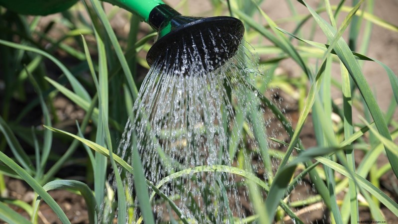 Silver White Garlic: Planting, Growing & Care Guide | [Your Brand/Website]