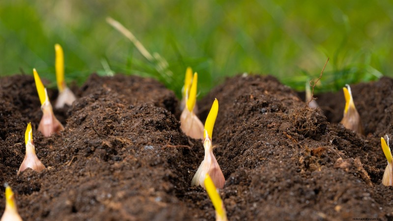 Silver White Garlic: Planting, Growing & Care Guide | [Your Brand/Website]